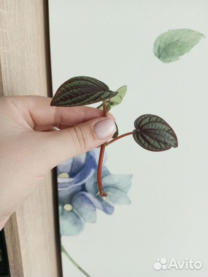 Пеперомия пикколо банда