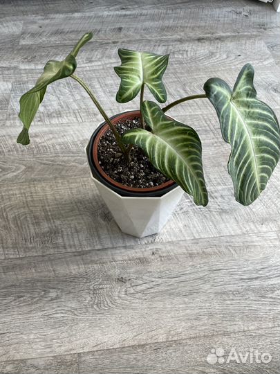 Ксантосома Линдена