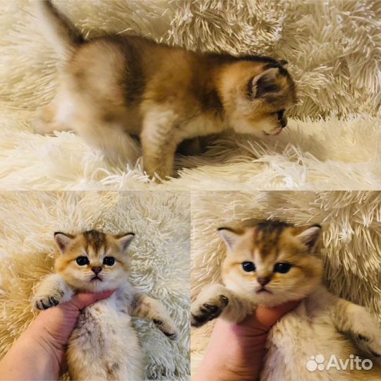 Котята в золотом окрасе