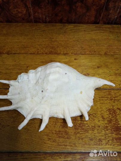 Раковины морские большие,разные