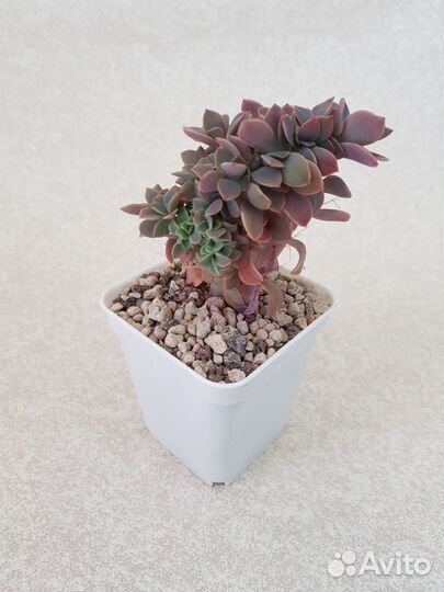 Суккуленты: хавортии, крассулы, адромискусы и др