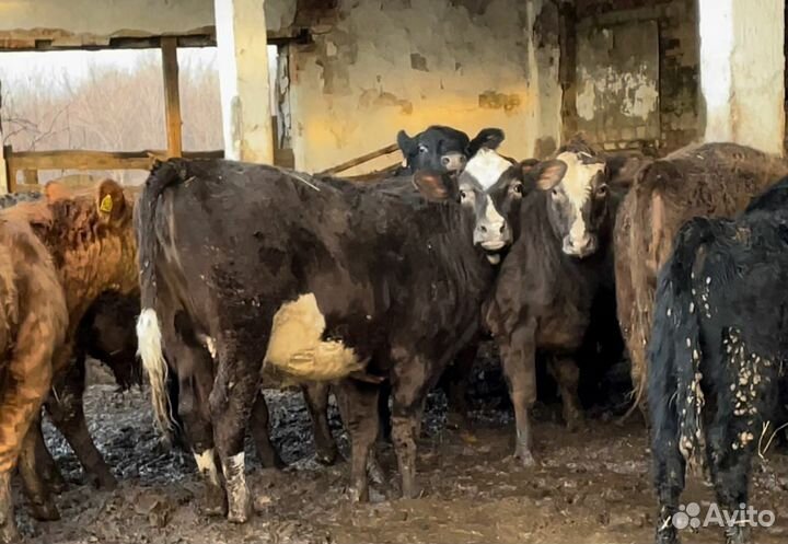 Закупка крс