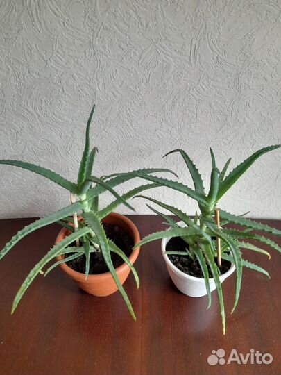 Алое лечебный