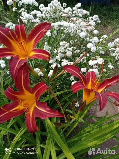 Садовые цветы