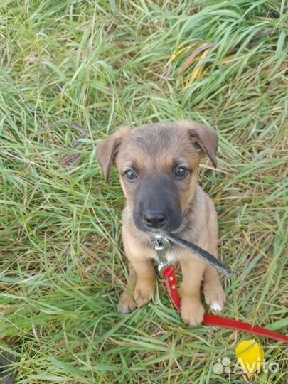 Собака в добрые руки)