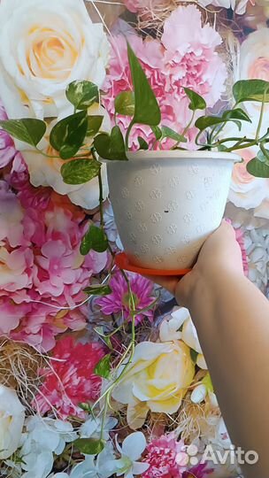 Сциндапсус