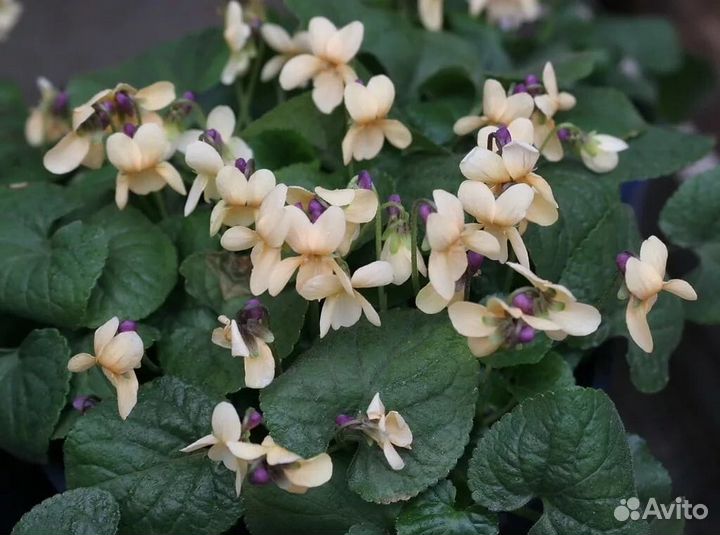 Фиалка садовая, виола, саженцы