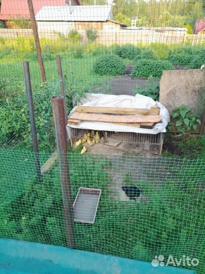 Продаются утята