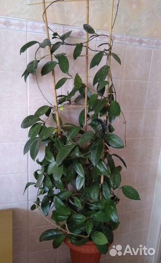 Хойя взрослая