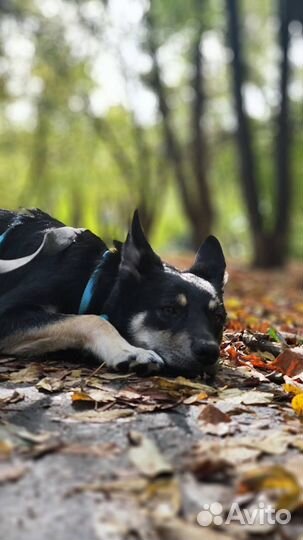 Собака в добрые руки