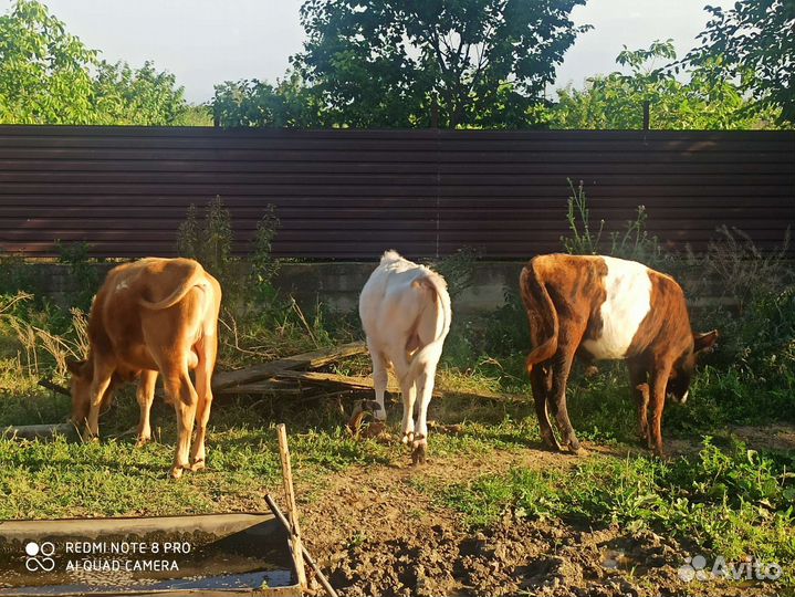 Бычки и телята