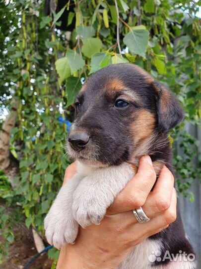 Очаровательный щенок 1 месяц в добрые руки