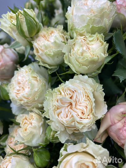 Кустовые пионовидные розы