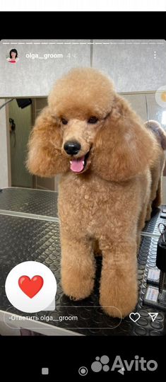 Вязка собак пудель