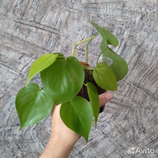 Филодендроны ампельные