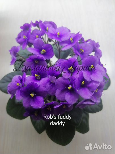 Фиалки мини