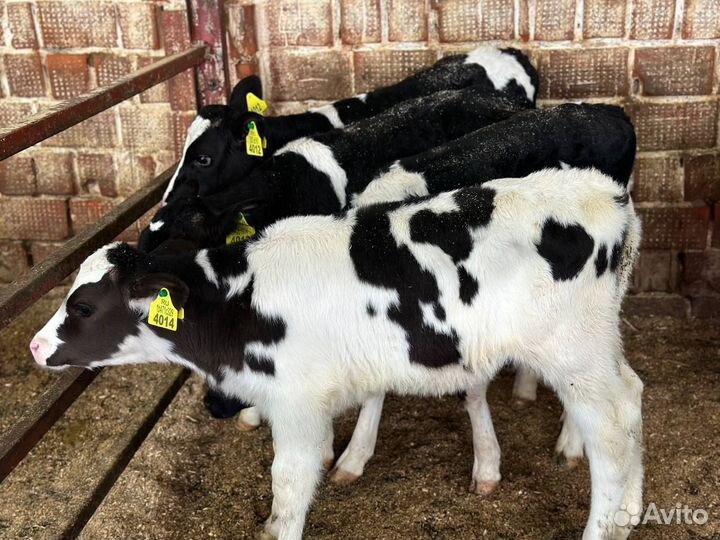 Телята бычки