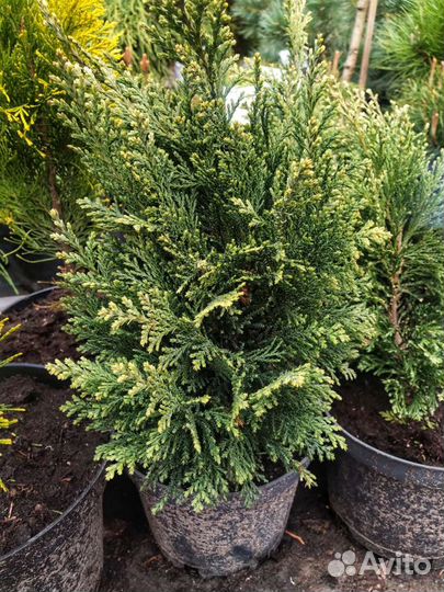 Кипарисовик