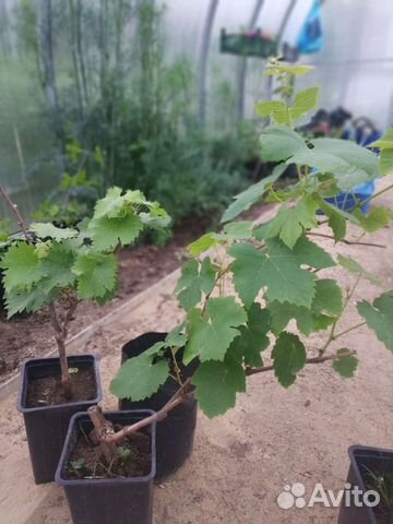 Саженцы винограда купить во Владимире | Товары для дома и дачи | Авито