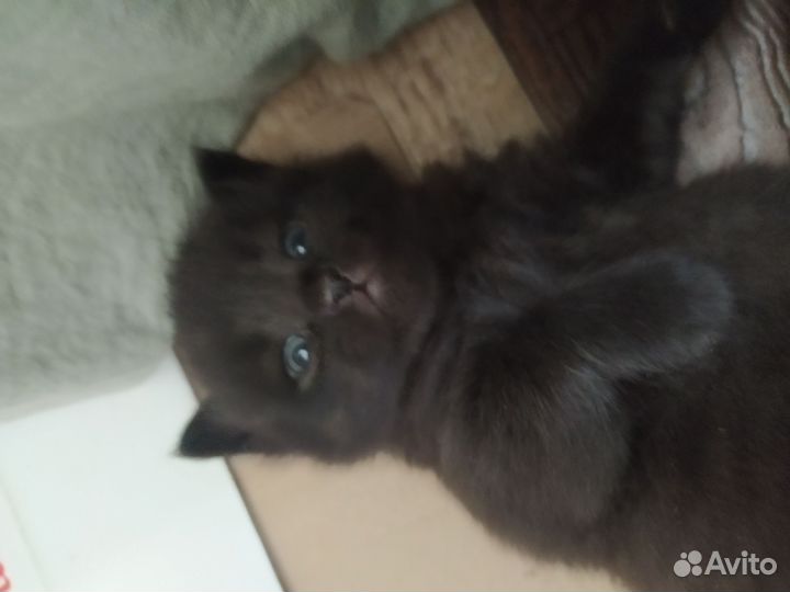 Красивые котята