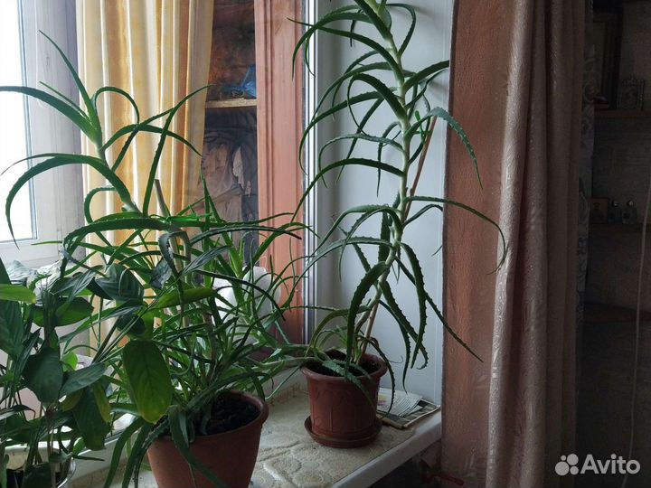 Алоэ (столетник)