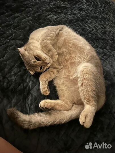 Шотландская вислоухая