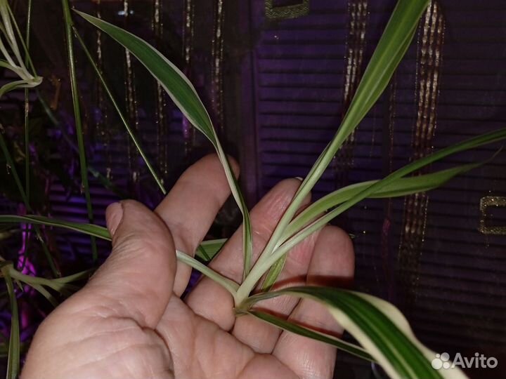 Хлорофитум