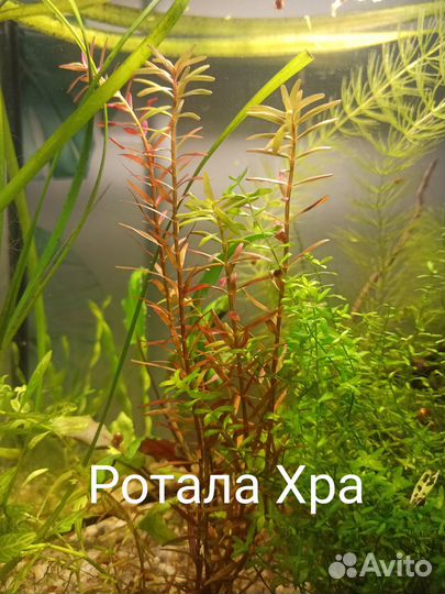 Аквариумные растения, прополка, гуппи