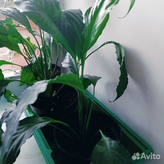 Спатифилум