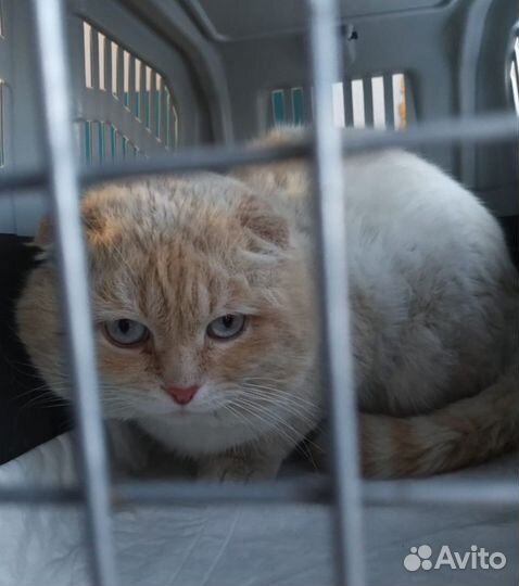 Голубоглазый котик