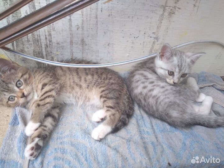 Кошка в дар