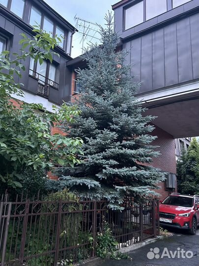 Ель голубая