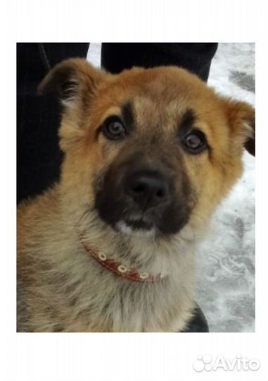 Срочно нужен дом