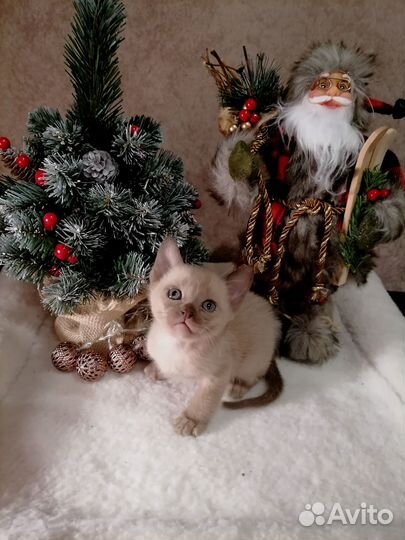 Котята европейской бурмы
