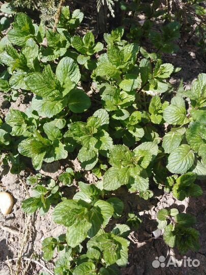Кусты мяты 2 вида на напитки и рассаду