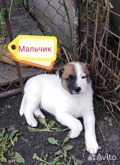 Щенок в добрые руки