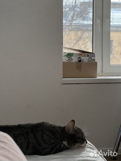 Отдам кошечку в хорошие добрые руки