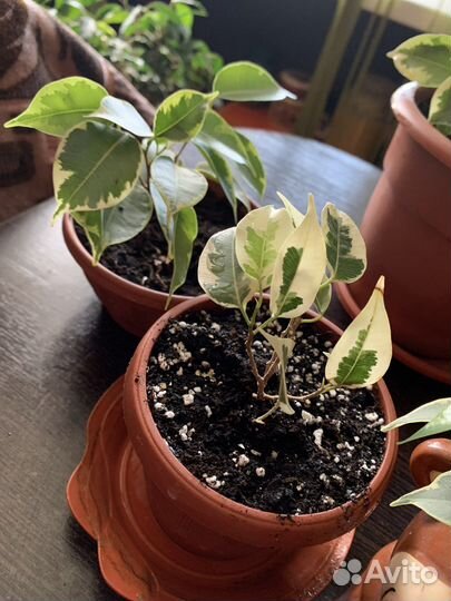 Фикус бенджамина