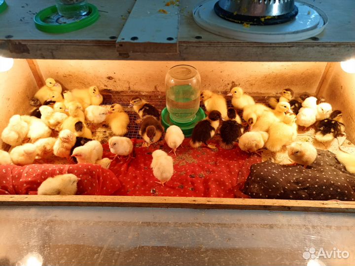 Продаю индоутят, подрощенных гусят, цыплят