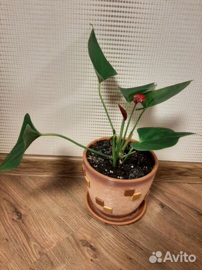 Антуриум. Реальное фото. Продаётся без горшка
