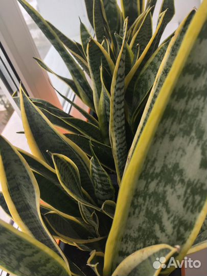 Сансевиерия, Лауренти