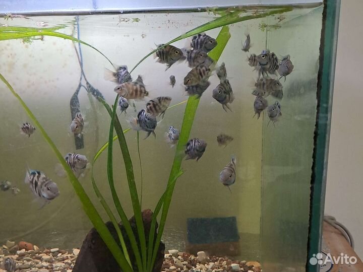 Рыбка обмен. Карликовый сапфировый попугайчик