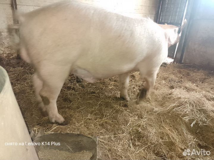 Услуги хряка