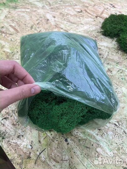Мох ягель стабилизированный оптом и в розницу