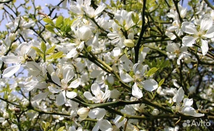 Понциус трофилиата, дикий цитрус