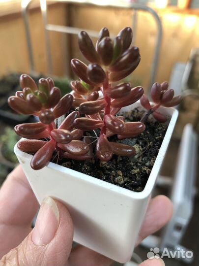 Суккуленты /седумы