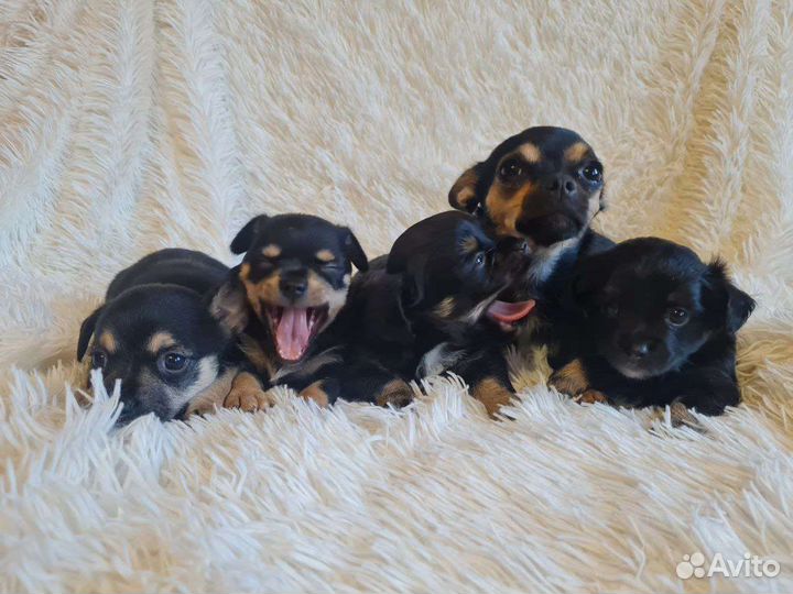 Той-терьер щенки