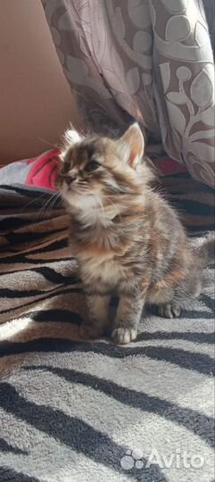 Британские котята