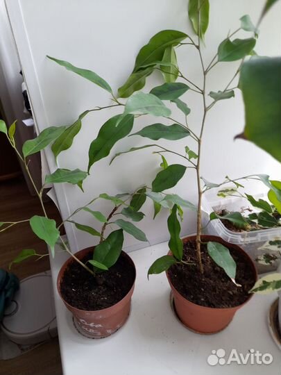 Комнатные растения