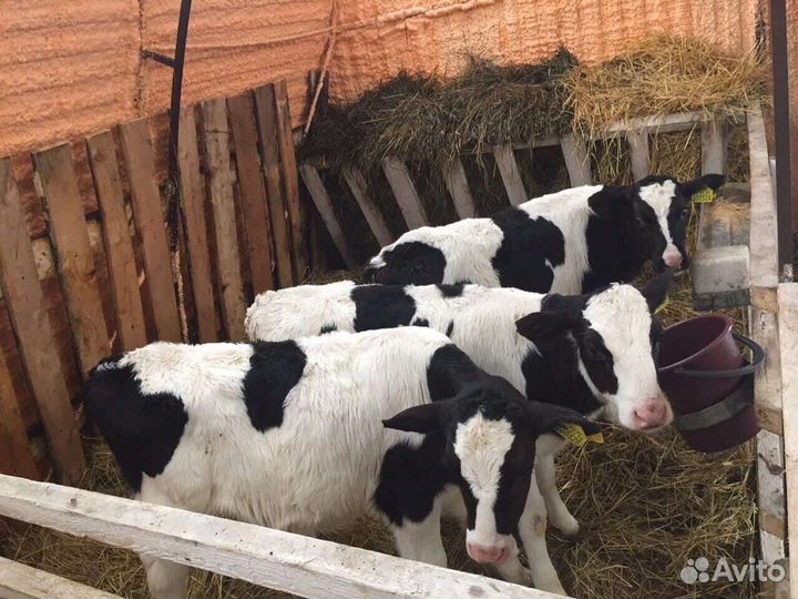 Телята мясной породы бычки
